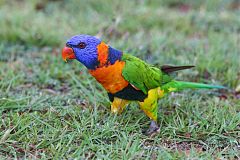 Red-collared Lorikeet